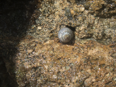 Echinolittorina ziczac