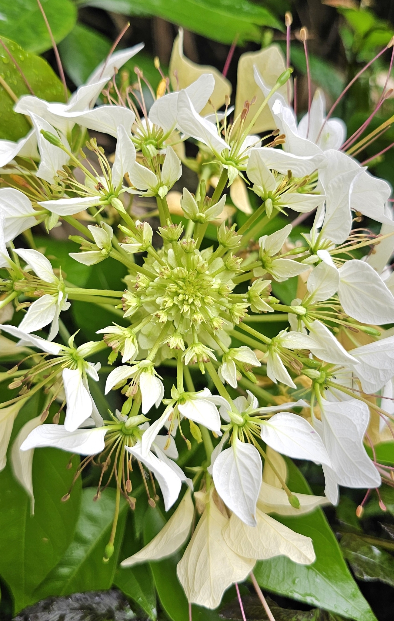 Crateva religiosa — ảnh 2