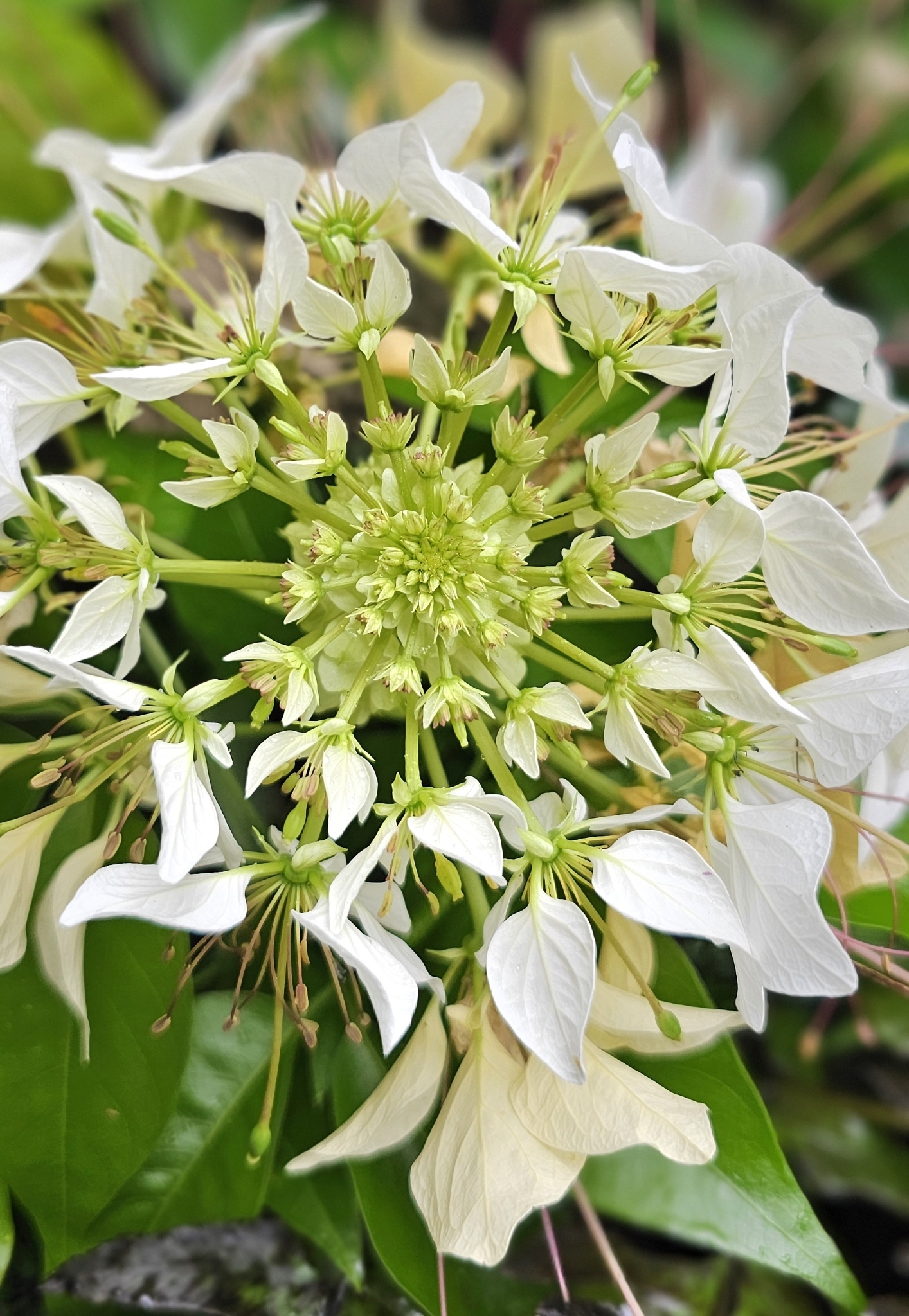 Crateva religiosa — ảnh 3