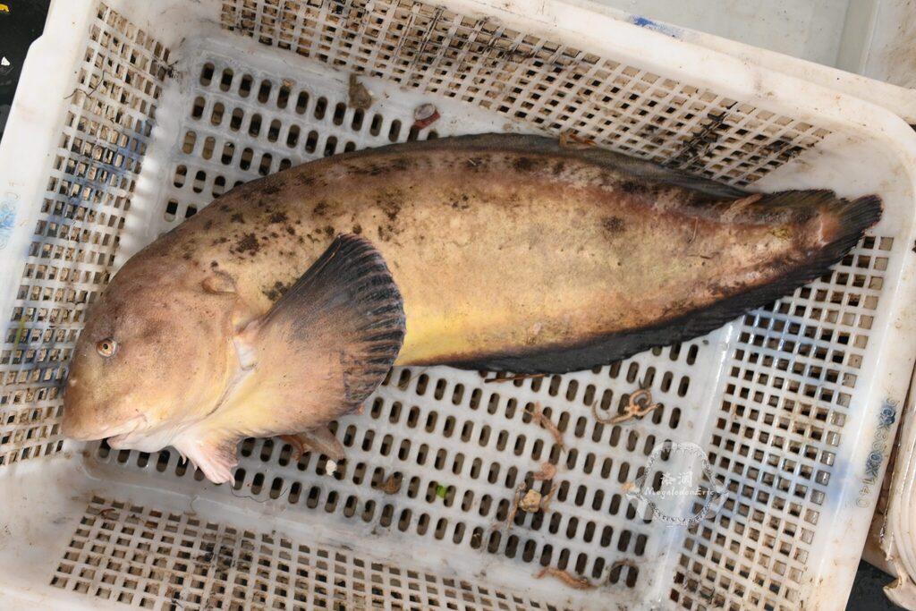 Tanaka's snailfish