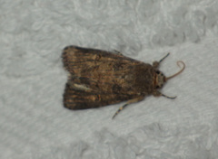 Spodoptera cilium