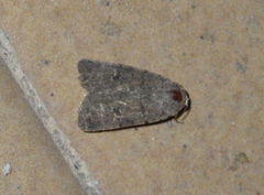 Caradrina clavipalpis