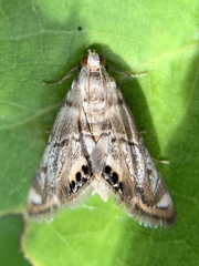 Eoparargyractis