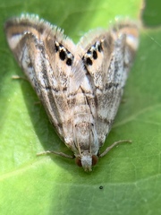 Eoparargyractis
