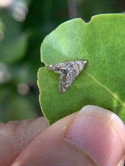 Eoparargyractis