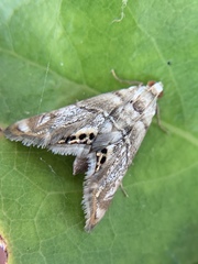 Eoparargyractis
