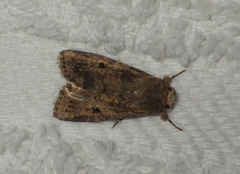 Spodoptera cilium