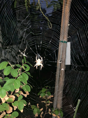 Araneidae