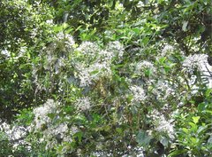 Pavetta hongkongensis