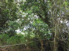 Pavetta hongkongensis