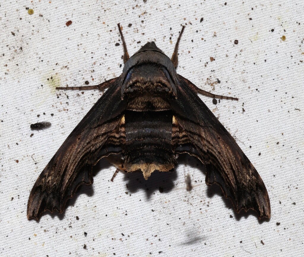 Abbott's Sphinx from Porter County, IN, USA on May 15, 2025 at 09:45 PM ...
