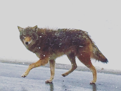 Coyote photographed in New Hampshire