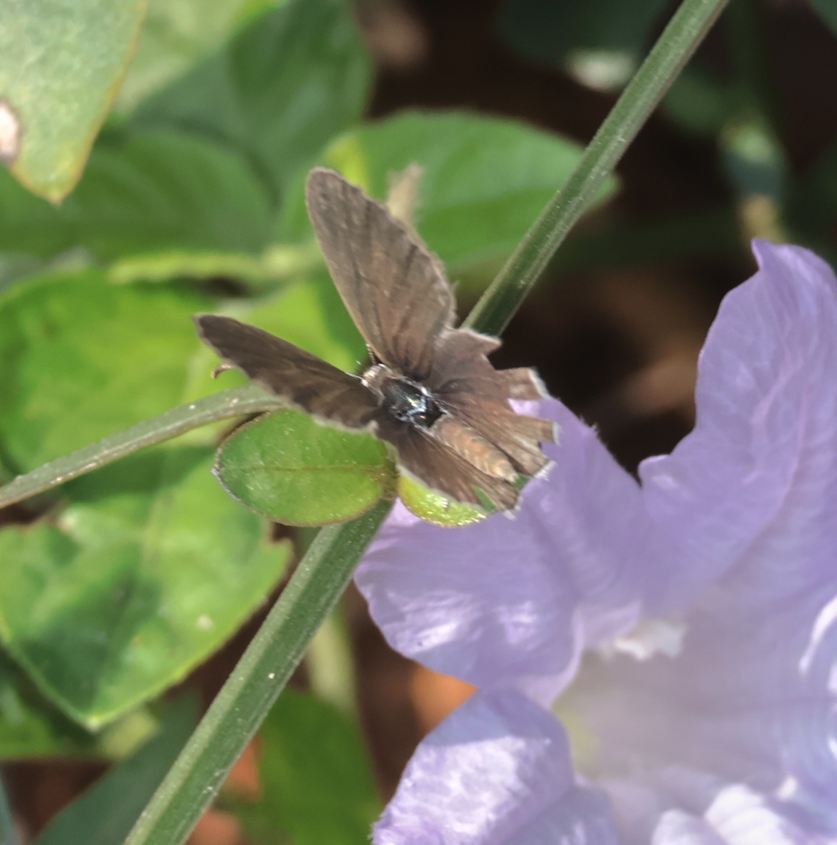Tiny Grass Blue