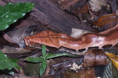 Python brongersmai