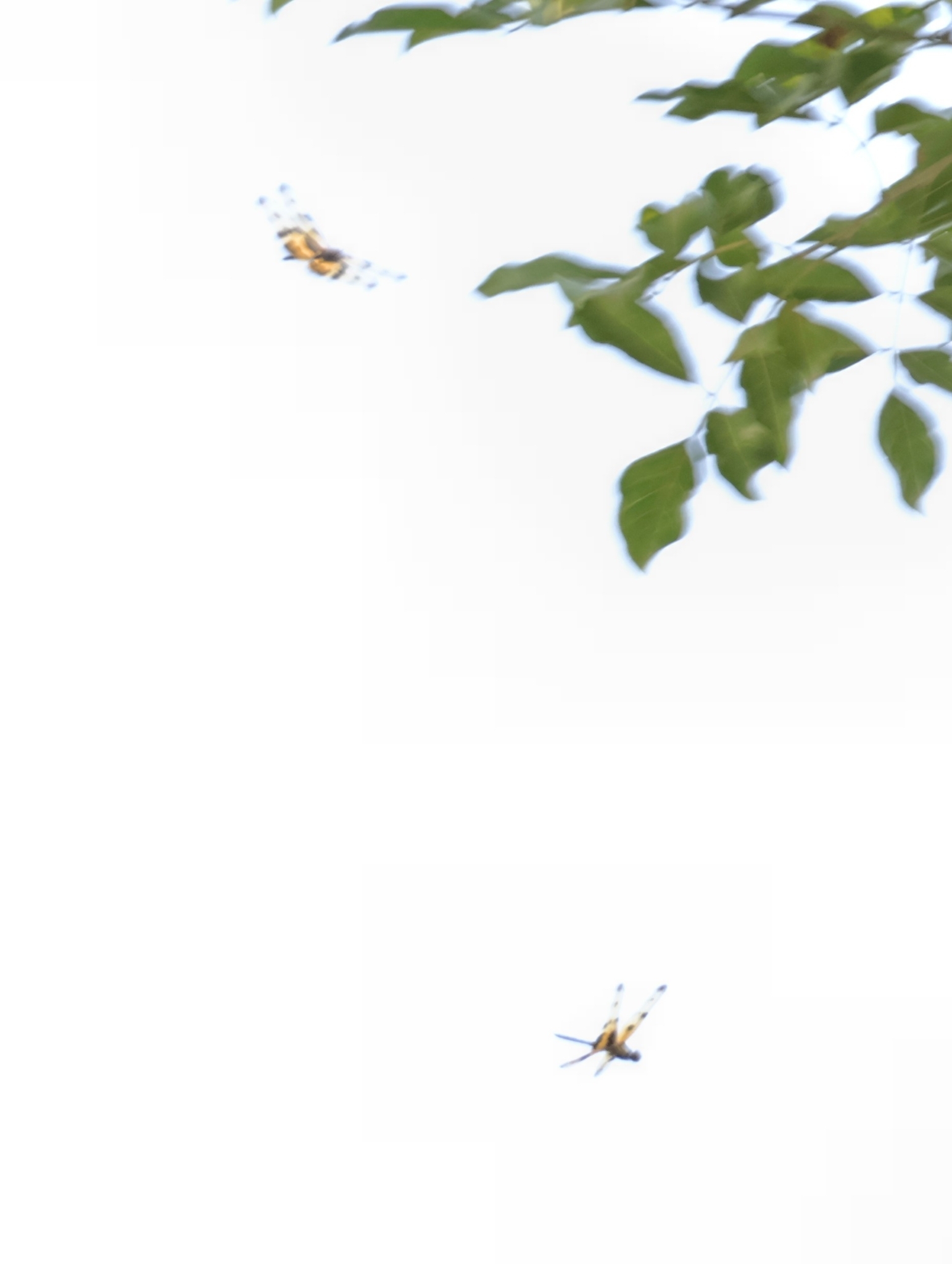 Common Picture Wing