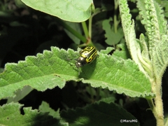 Calligrapha mexicana