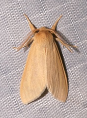 Leucanopsis perdentata