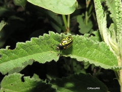 Calligrapha mexicana