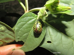 Calligrapha mexicana