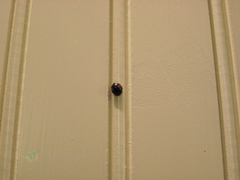 Chilocorus stigma