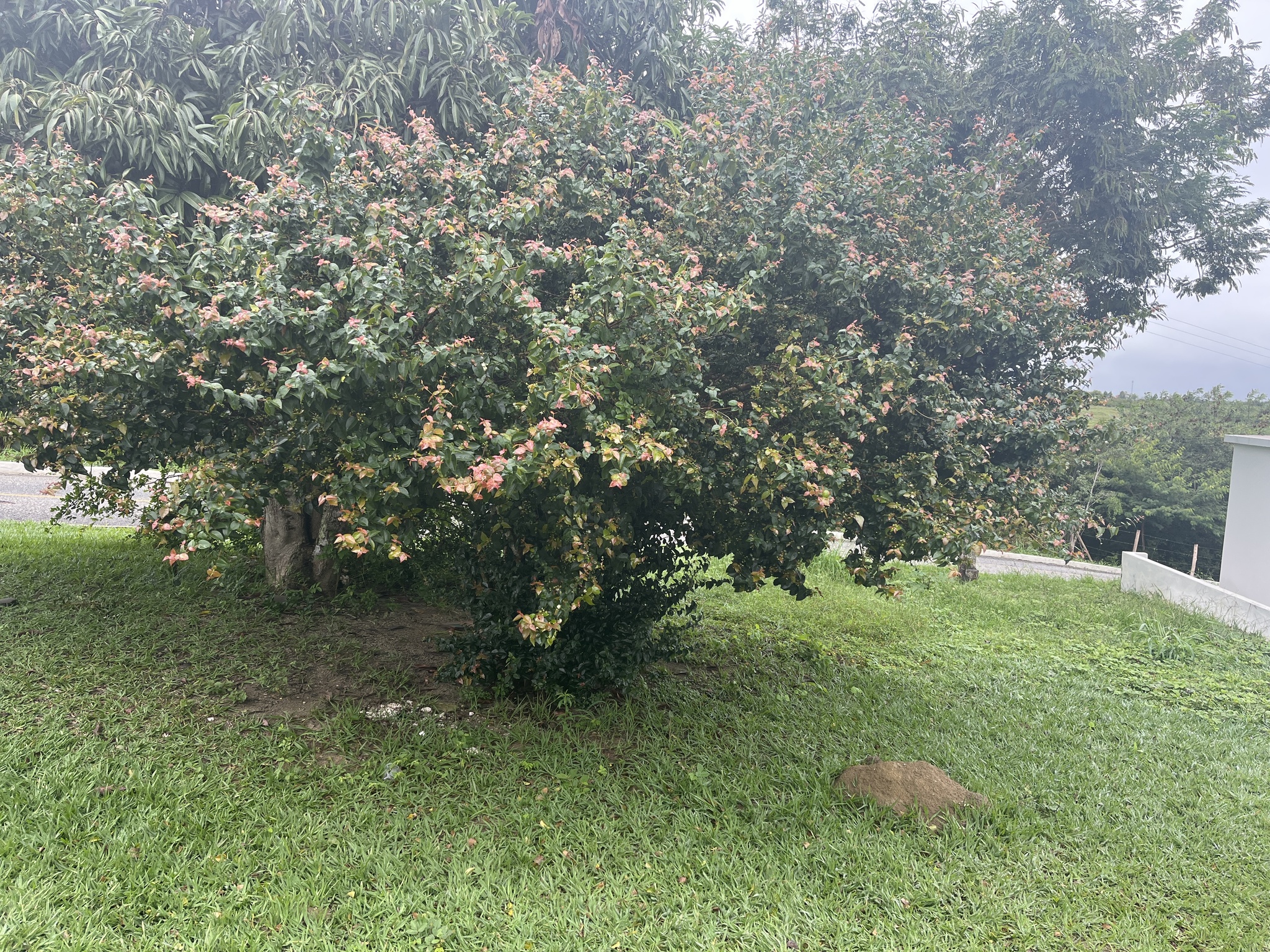 Eugenia uniflora