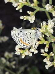 Euphilotes ellisii ellisi