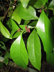 Crossopetalum gaumeri