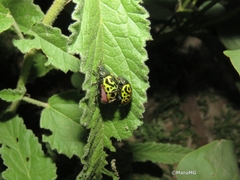 Calligrapha mexicana