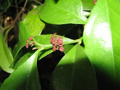 Crossopetalum gaumeri