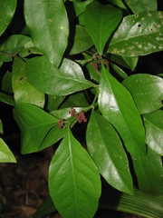 Crossopetalum gaumeri