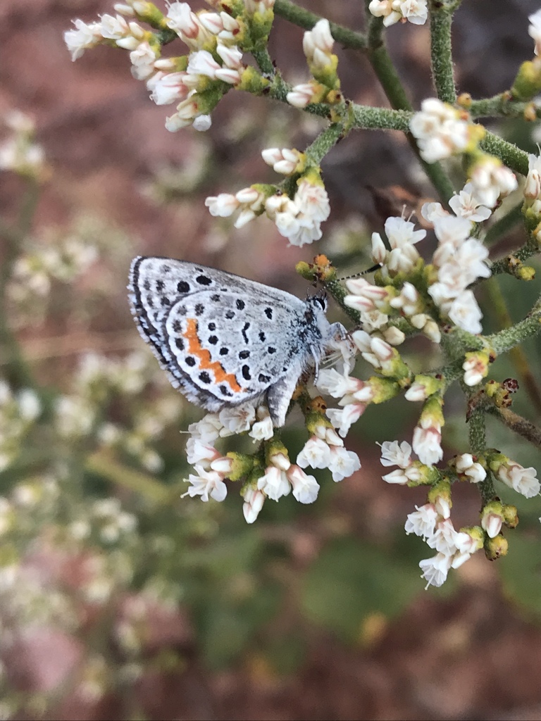 Euphilotes bernardino