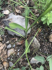 Prochnyanthes mexicana