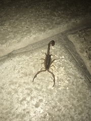 Centruroides