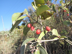 Crossopetalum gaumeri