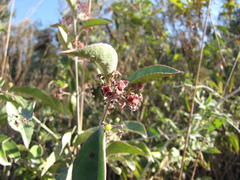 Crossopetalum gaumeri