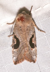 Hypotrix lunata