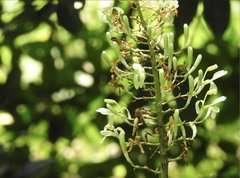 Alpinia galanga