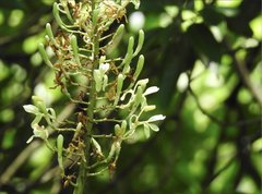 Alpinia galanga