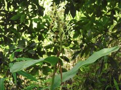 Alpinia galanga