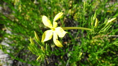 Menodora longiflora