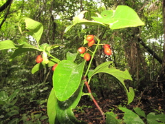 Crossopetalum gaumeri