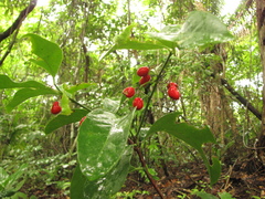 Crossopetalum gaumeri