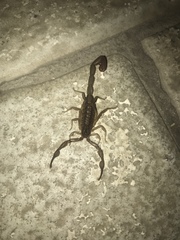 Centruroides