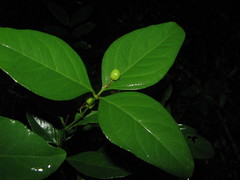 Crossopetalum gaumeri