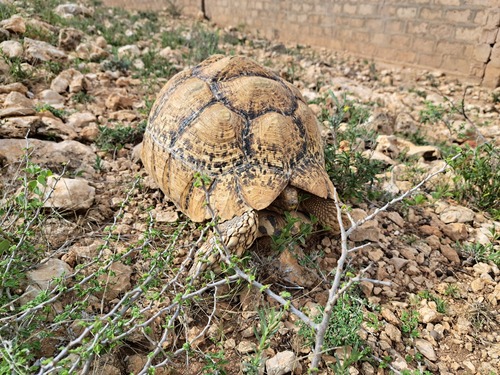 Leopard Tortoise