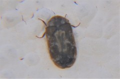 Trogoderma sternale