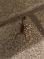 Centruroides