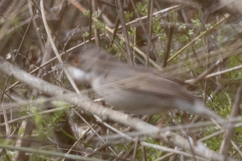 Ménétries's Warbler, Карабудахкентский р-н, Респ. Дагестан, Россия, photo 8 of 10