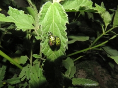 Calligrapha mexicana