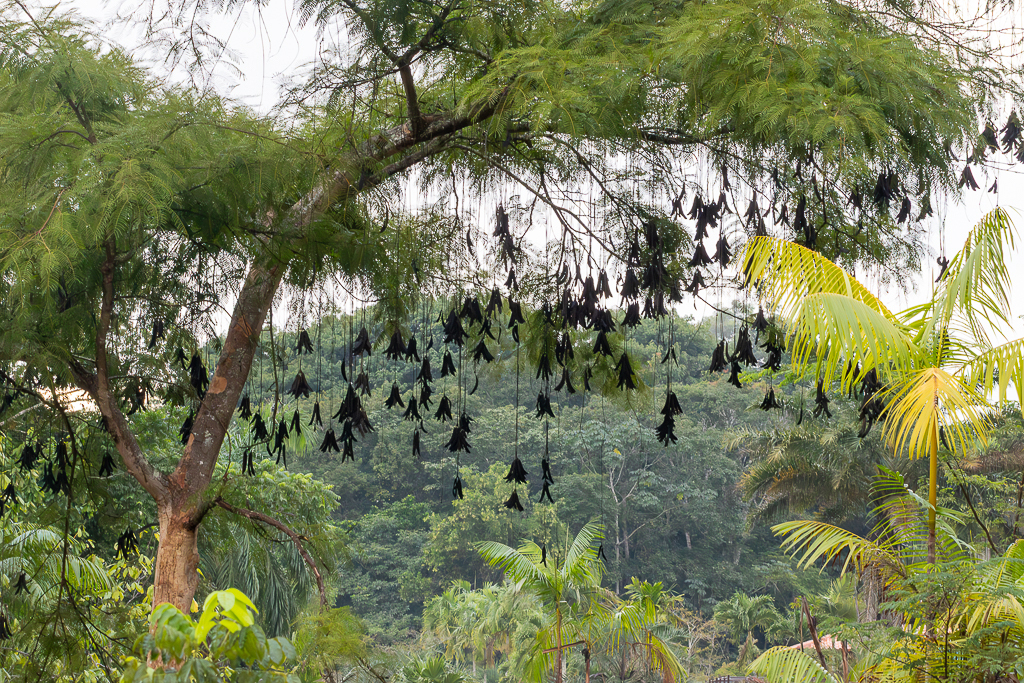 Parkia pendula; photograph author not stated, no rights reserved